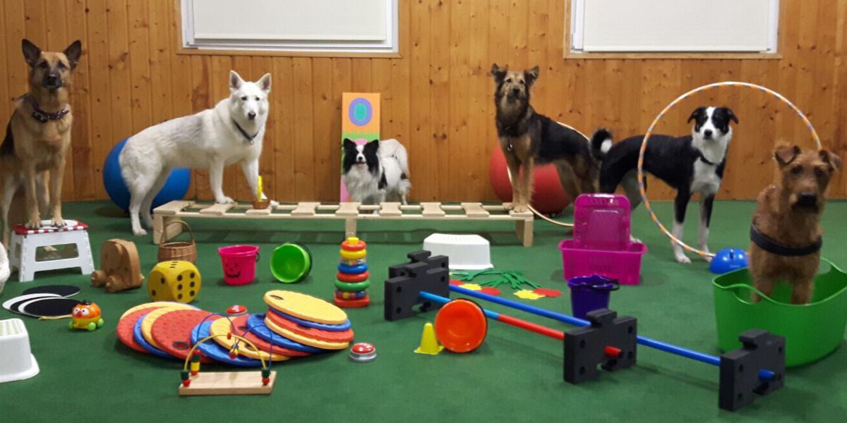 Clickern SSGH Bockenheim Hundeausbildung Hundetrainer Hundesport