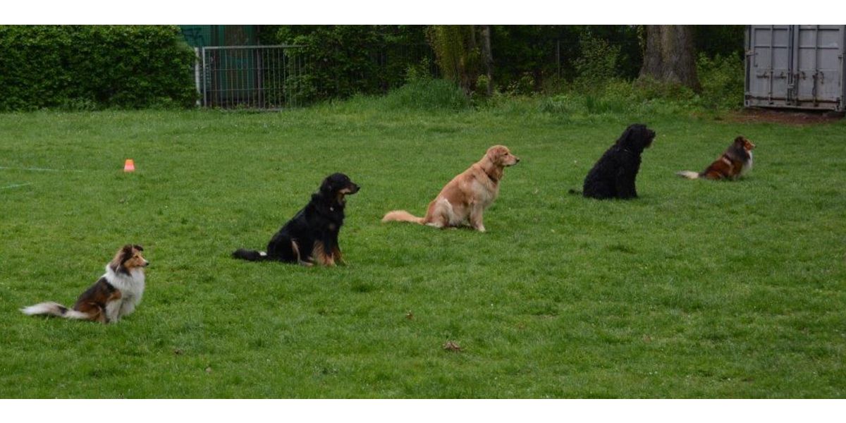 Gruppenübung-Klasse SSGH Bockenheim Hundeausbildung Hundetrainer Hundesport