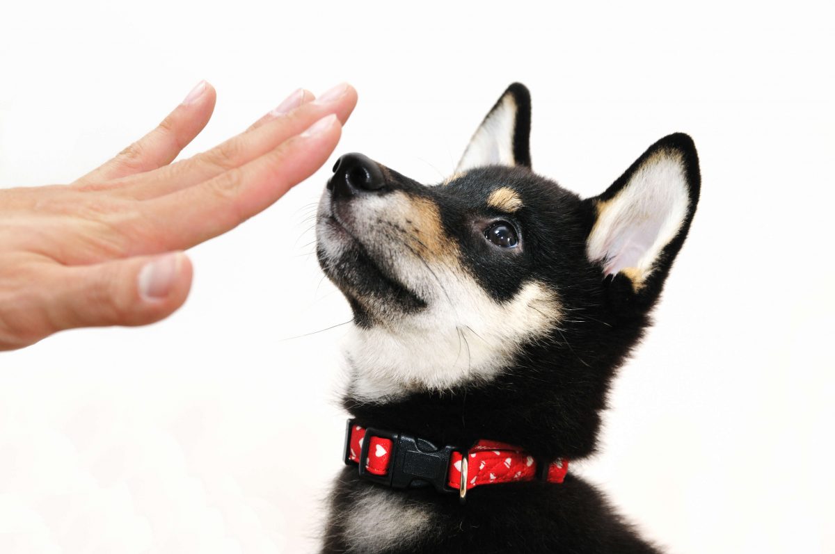 ssgh-hundetrainer-welpengruppe