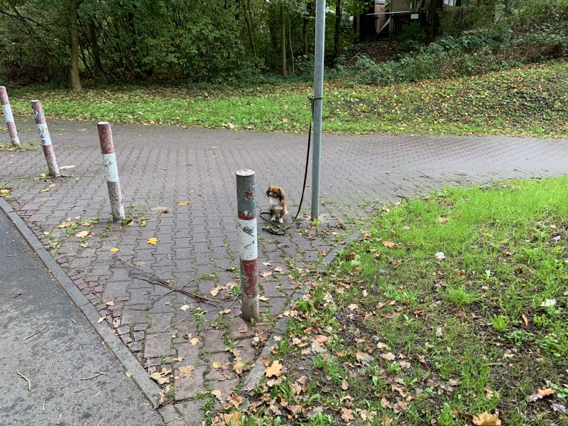 ssgh-hundeplatz-hundeschule-bockenheim-begleithundeprüfung-27.10.2019 (32)