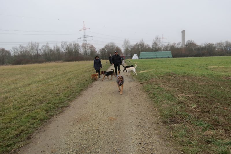 ssgh-hundeplatz-hundeschule-bockenheim-hundewanderung-18.12.2016-floersheim-regionalpark-hattersheim (9)