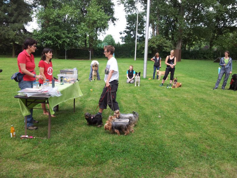 ssgh-hundeplatz-hundeschule-bockenheim-kleinhundefestival-30.-und-31.07.2016 (6)